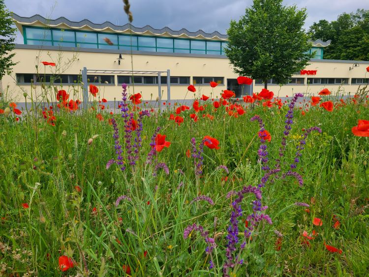 Bunte Blumenwiese mit vielen roten Klatschmohnblüten und violetten Blütenpflanzen vor einem hellen Gebäude mit großen Fenstern und blauer Dachkante.