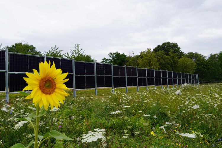 Ein Sonnenblume steht im Vordergrund, umgeben von Wildblumen. Im Hintergrund befindet sich eine Reihe von Solarpanels, die in einer Reihe aufgestellt sind. Der Himmel ist bewölkt, und es sind Bäume im Hintergrund zu sehen.