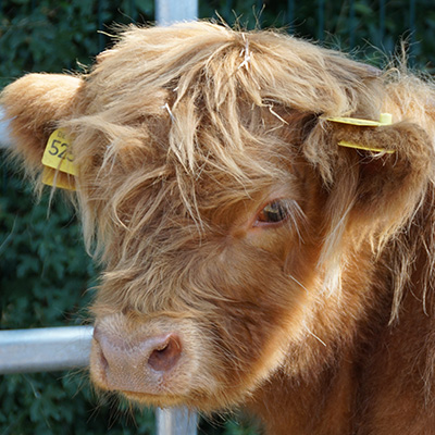 A close-up of a brown cow with shaggy hair and a yellow tag on its ear. The cow is standing behind a metal fence, looking to the side with a calm expression. The background is blurred, focusing attention on the cow's face.