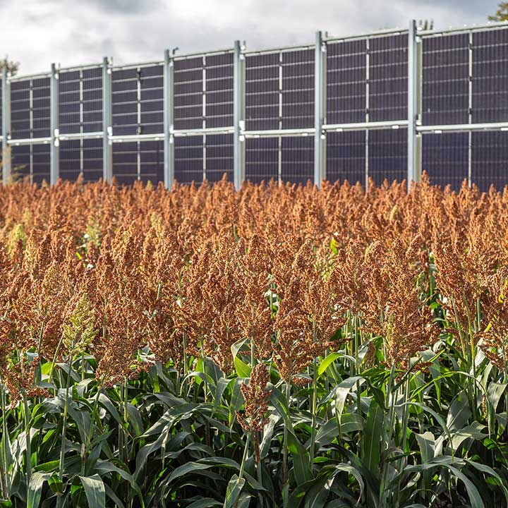 Großes Solarpanel-Array im Hintergrund mit vielen nebeneinander montierten dunklen Solarmodulen. Im Vordergrund ein Feld mit grünen Pflanzen und reifen, goldbraunen Blütenständen, die wie Fächer aussehen.
