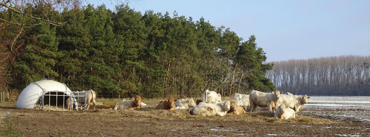 Eine Herde Kühe liegt im Winter auf einer Wiese in der Nähe eines Gewässers. Im Hintergrund sind Bäume und ein Gewächshaus zu sehen. Die Tiere ruhen sich aus, während die Sonne scheint.