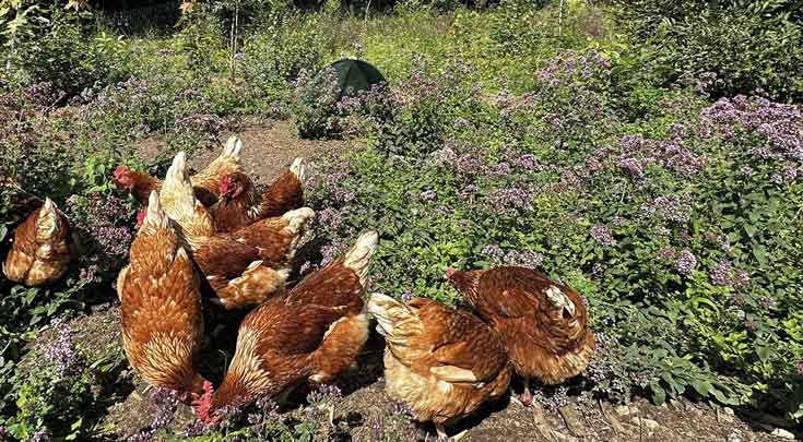 Eine Gruppe von sechs Hühner mit braunem Gefieder sitzt auf einem moosigen, grasbewachsenen Boden mit kleinen violetten Blüten. Die Tiere wirken entspannt und sind in verschiedene Richtungen ausgerichtet.