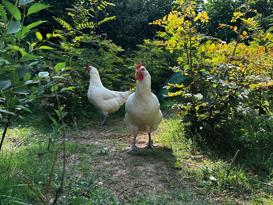Zwei Hühner mit rotem Kamm und weißem Gefieder laufen nebeneinander einen schmalen Waldpfad entlang, umgeben von dichtem Grün und gelblich leuchtenden Blättern im Hintergrund.