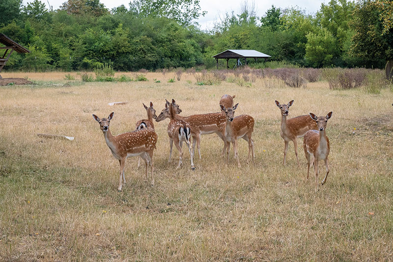 Fünf Rehe stehen in einer trockenen Grasfläche. Vier davon sind erwachsene Tiere mit braunem Fell und weißen Flecken, eines ist ein junges Rehkitz mit hellerer Färbung. Sie blicken in verschiedene Richtungen.