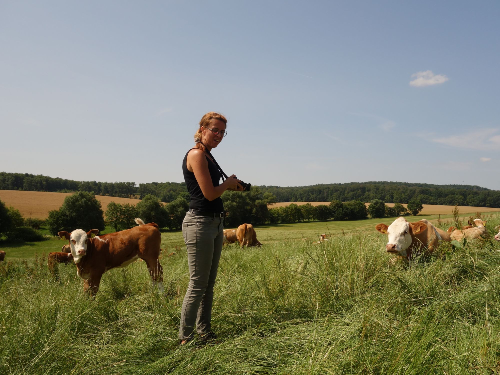 Eine Person steht auf einer grünen Wiese und fotografiert ein braunes Kalb, während im Hintergrund mehrere Kühe grasen. Die Landschaft wirkt ländlich mit Feldern und Bäumen.
