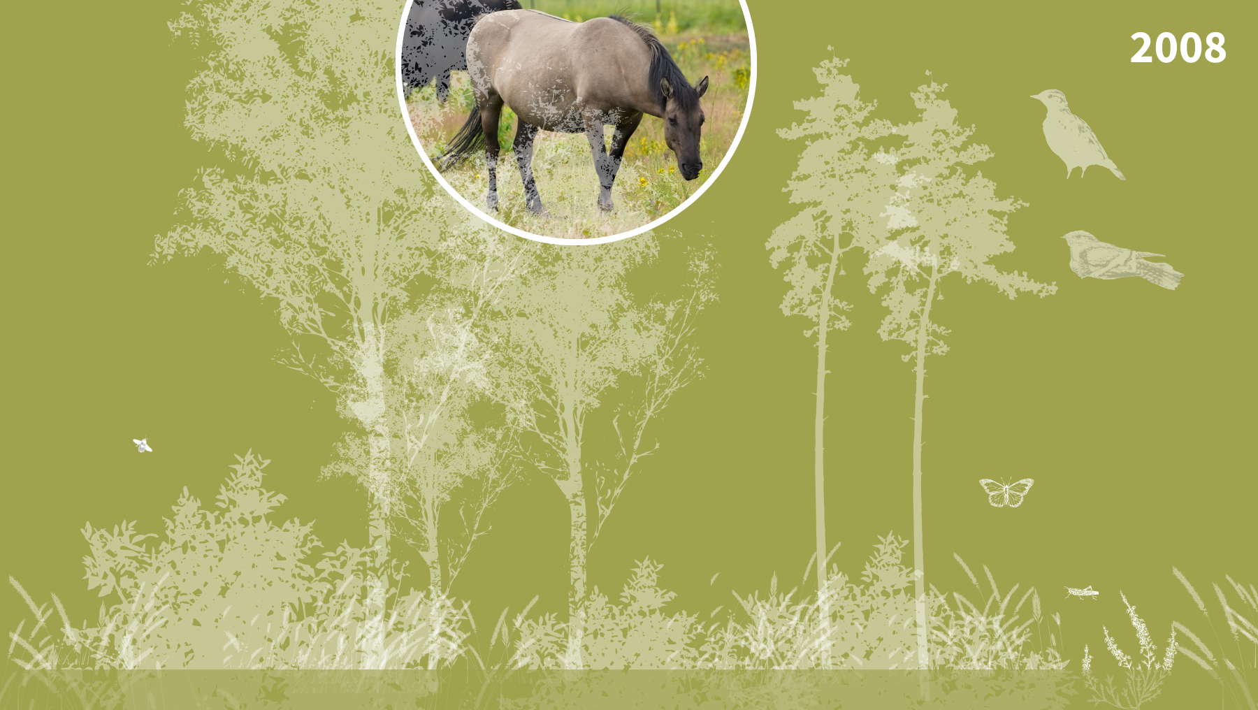 Grafik zeigt biologische Entwicklung mit Pflanzen, Insekten und Vogelarten in der Oranienbaumer Heide 2008