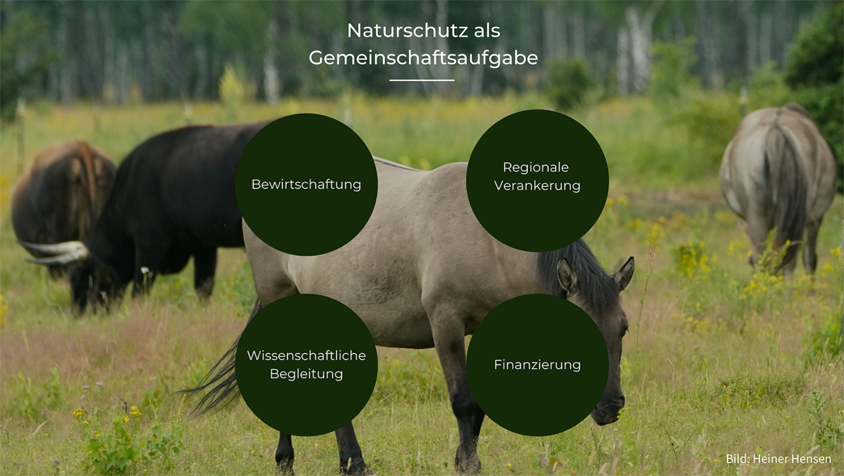 Symbolbild für Biodiversität: Pferde und Rinde weiden auf einer Weide mit biologischer Vielfalt mit zusätzlicher Erklärung der Wirkungen