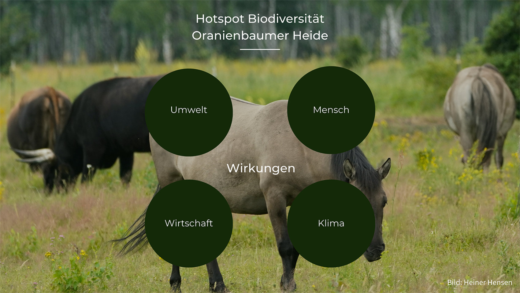 Symbolbild für Biodiversität: Pferde und Rinde weiden auf einer Weide mit biologischer Vielfalt mit zusätzlicher Erklärung von Naturschutz als Gemeinschaftsprojekt