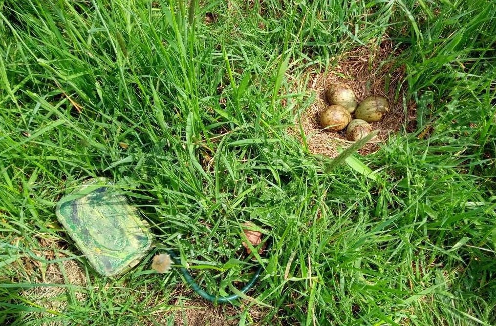 Bild mit Gras und darin verstecktem Vogelnest illustriert das digitale Aufspüren von Wiesenbrütern