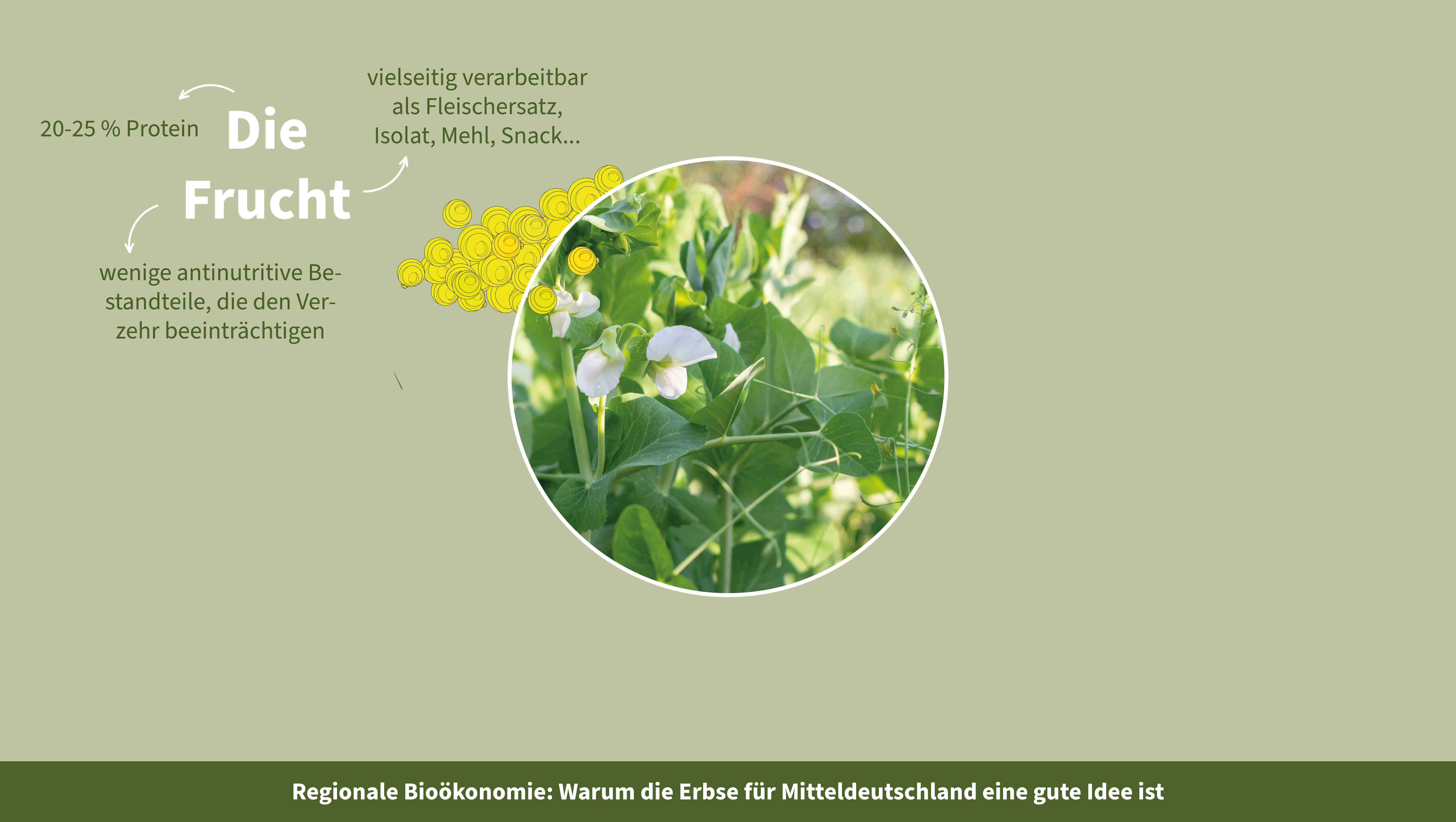 Grafik zur Bioökonomie in Mitteldeutschland zeigt Erbsenpflanze und die Vorteile der Frucht