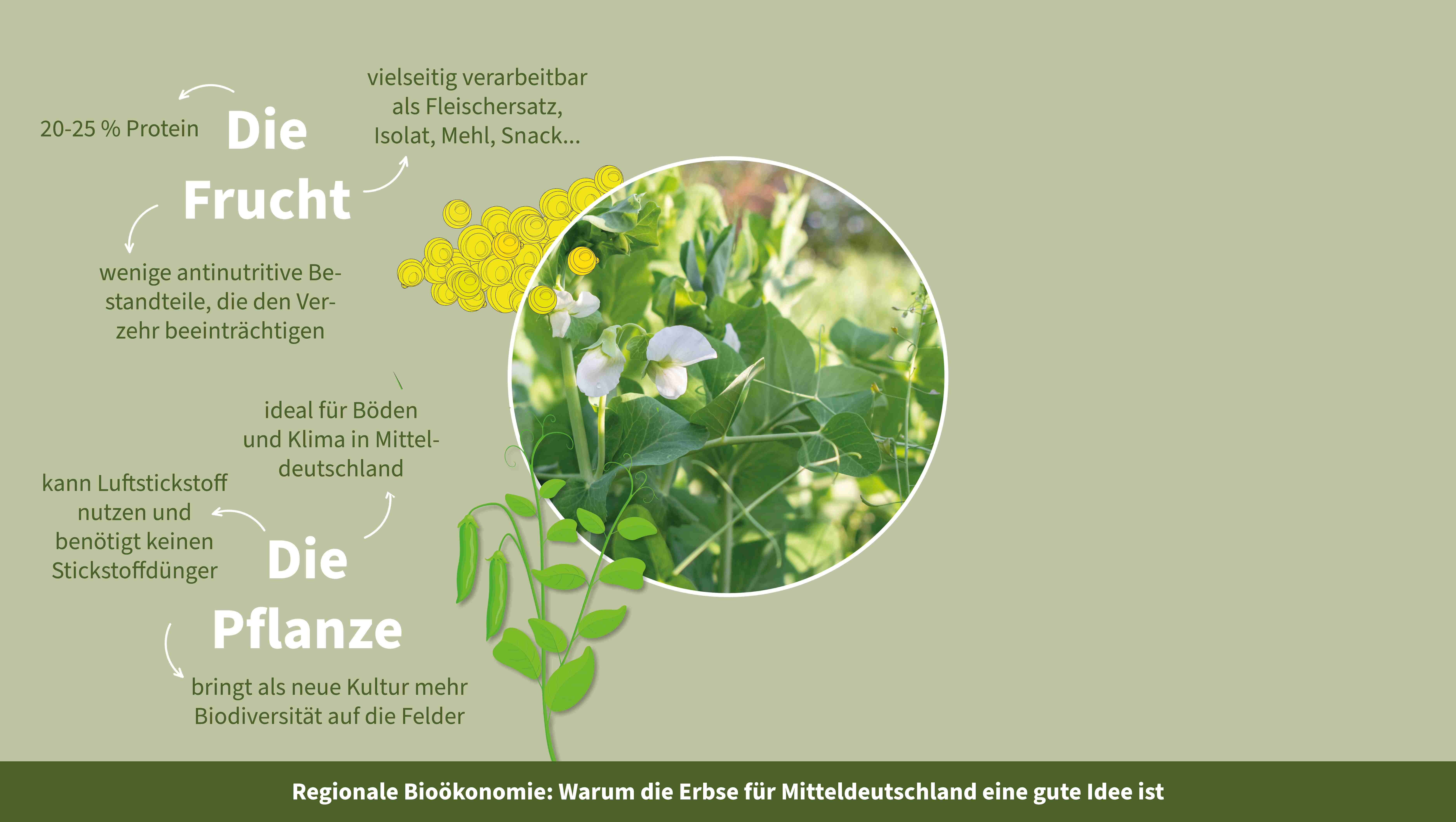 Grafik zur Bioökonomie in Mitteldeutschland zeigt Erbsenpflanze und die Vorteile der Pflanze
