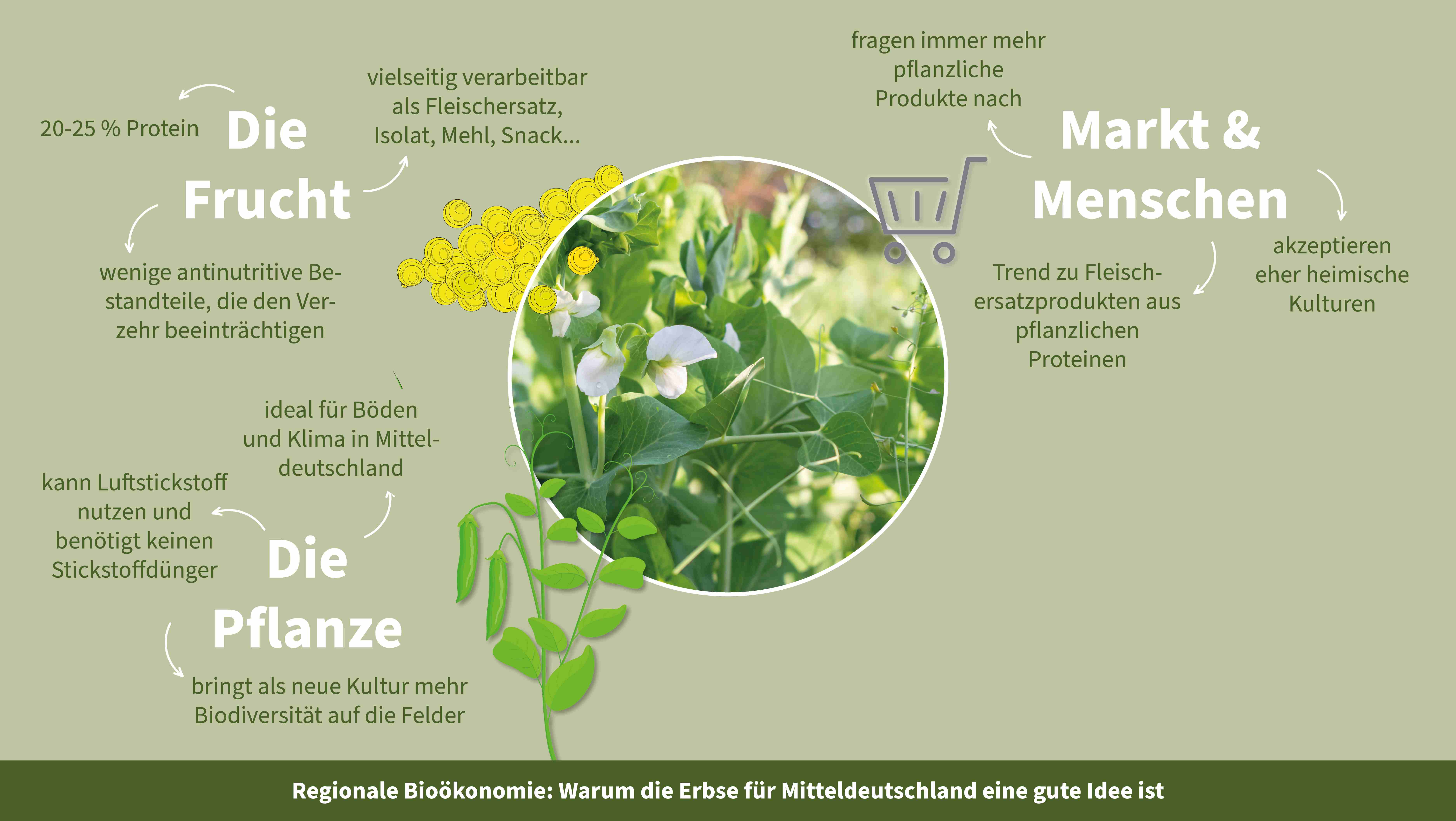Grafik zur Bioökonomie in Mitteldeutschland zeigt Erbsenpflanze und die Bedürfnisse von Markt und Menschen