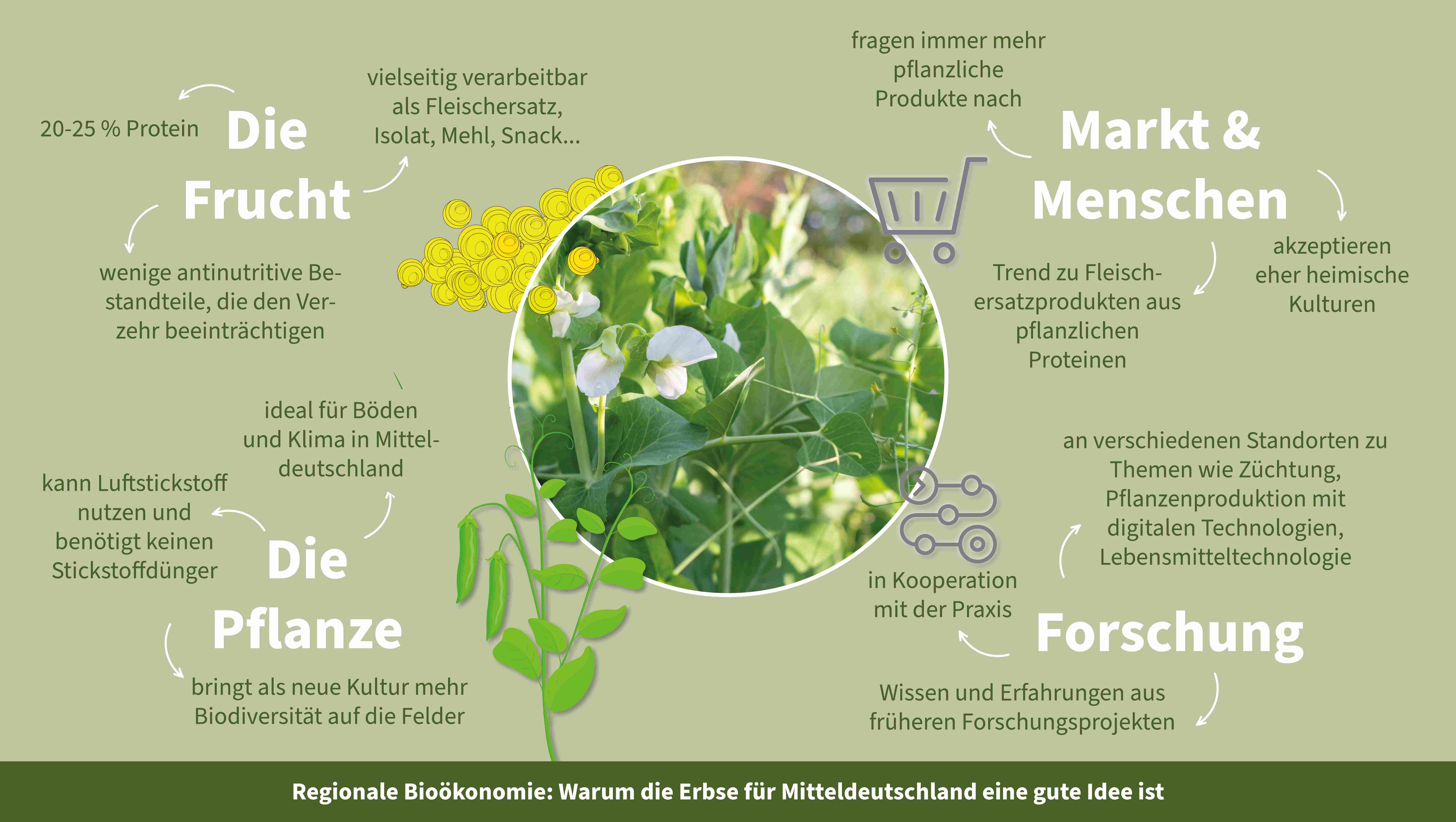 Grafik zur Bioökonomie in Mitteldeutschland zeigt Erbsenpflanze und die Potenziale der Forschung
