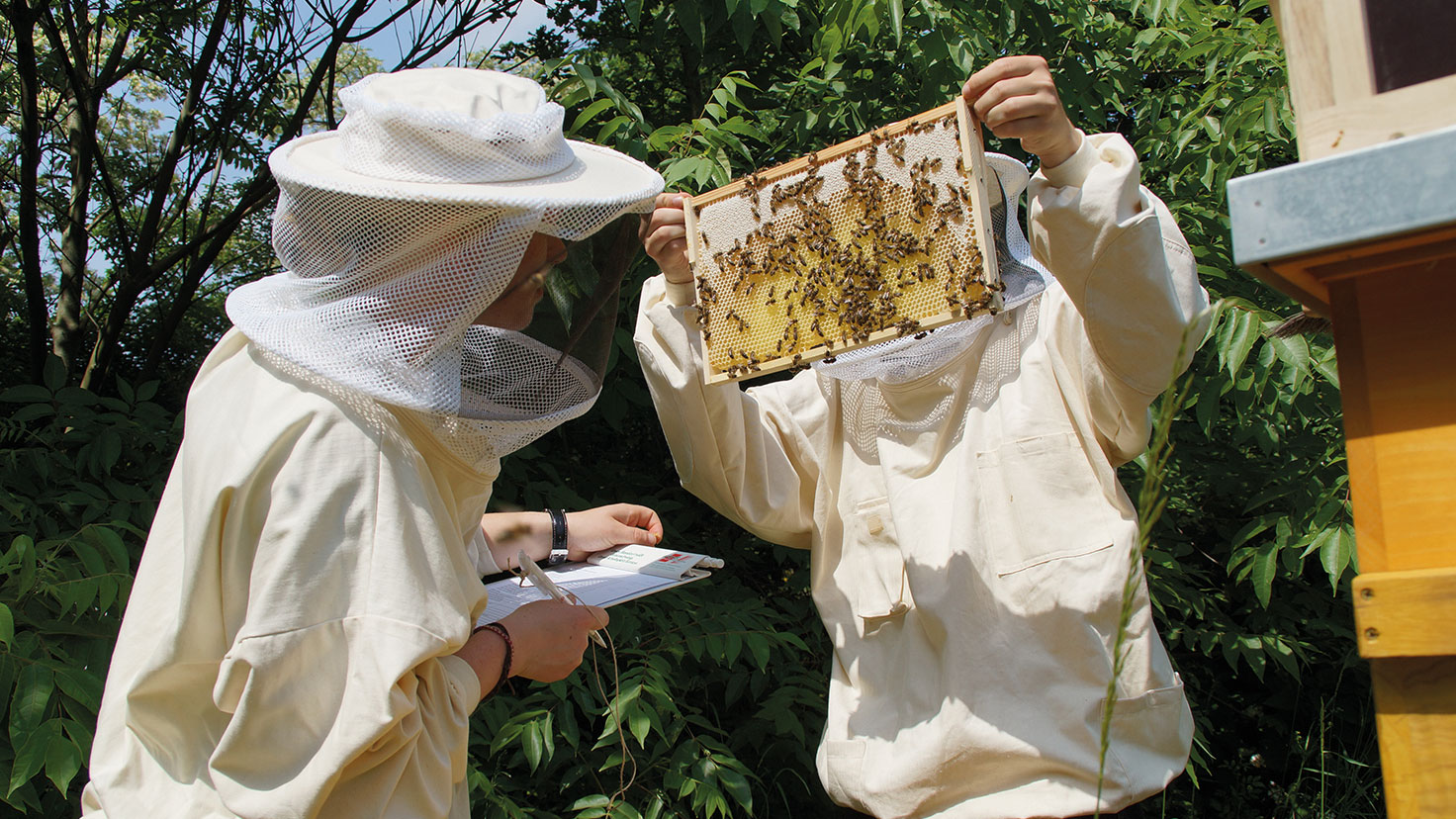 Bernburger Imker-Studierende bei der Arbeit mit einem Bienenstock