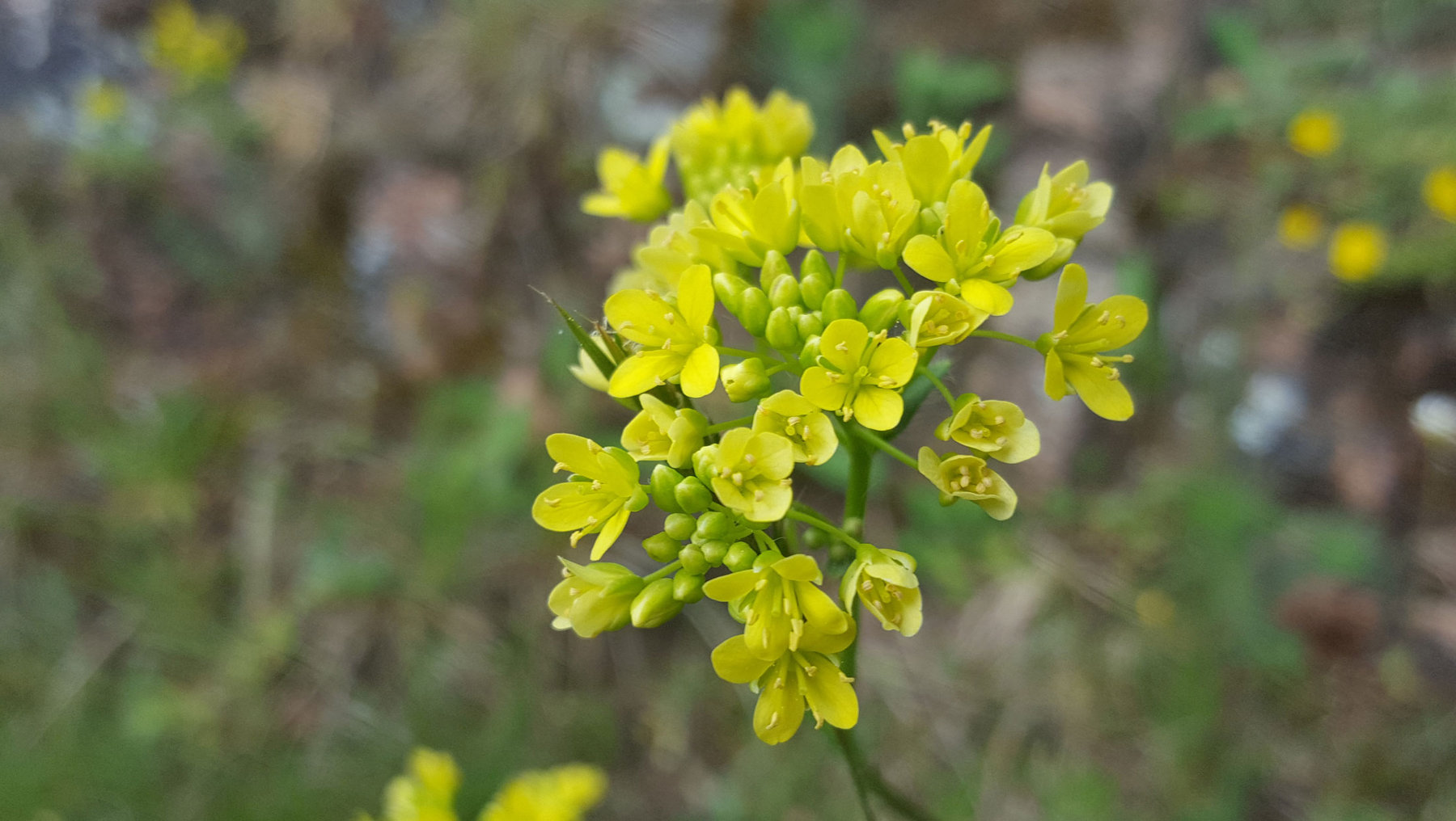 Zierliches Brillenschötchen (Biscutella laevigata ssp. gracilis)