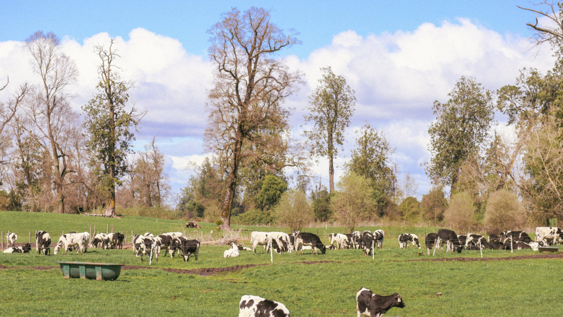 Symbolbild Hitzestress bei der Weidehaltung zeigt eine Herde Kühe auf einer grünen Wiese
