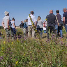 Gruppe von Menschen steht in einem blühenden Wiesenfeld mit lila blühenden Kräutern, beobachtet und hört einer Person zu, die auf dem Boden hockt und etwas zeigt. Natürliche Umgebung bei sonnigem Wetter.