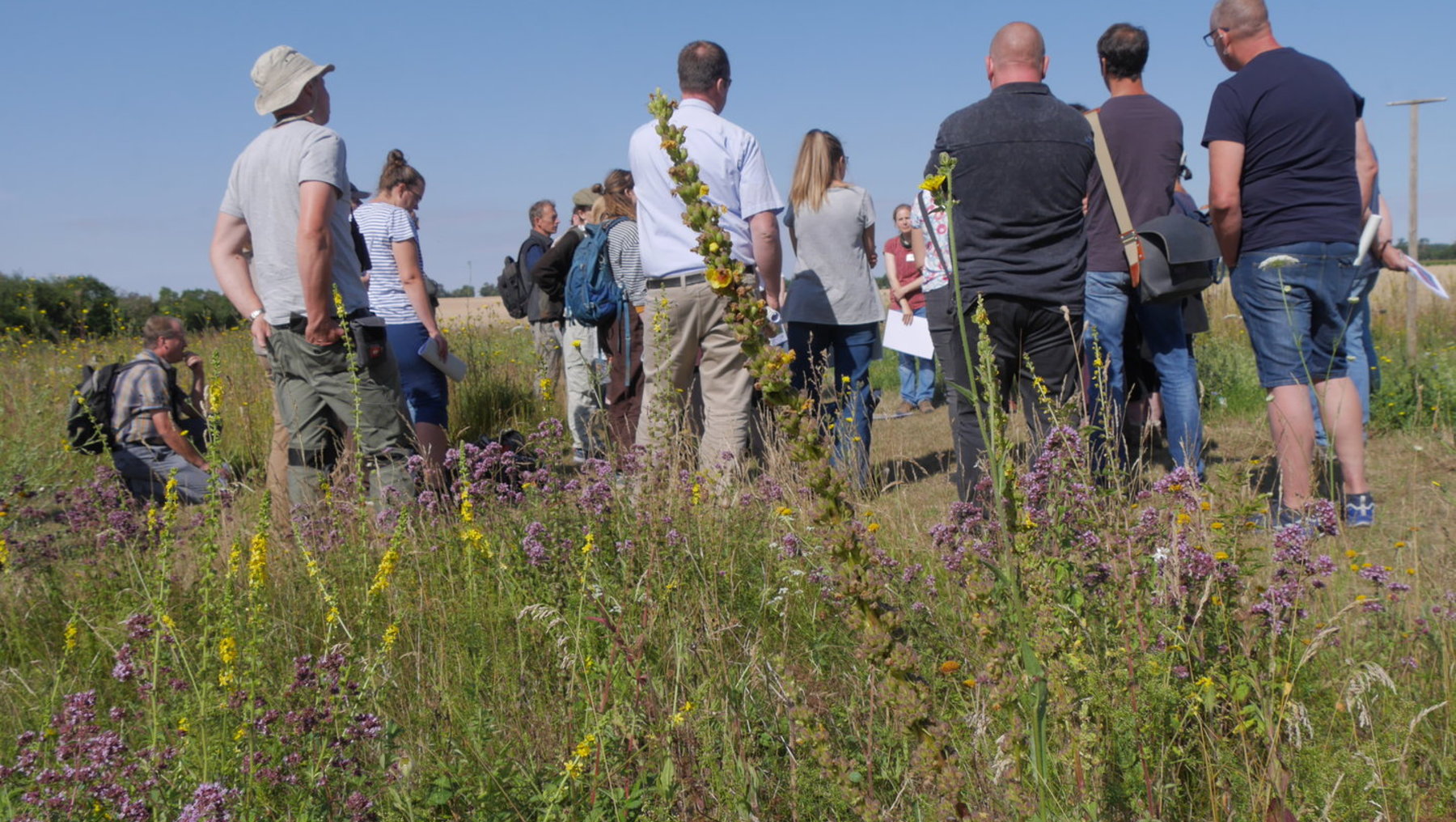 Gruppe von Menschen steht in einem blühenden Wiesenfeld mit lila blühenden Kräutern, beobachtet und hört einer Person zu, die auf dem Boden hockt und etwas zeigt. Natürliche Umgebung bei sonnigem Wetter.