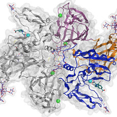Diese Abbildung zeigt ein komplexes Proteindiagramm mit helicalen Strukturen (Spiralförmige Linien) und gefalteten Falten (blau, orange, violett) innerhalb einer grauen Oberfläche.
Dargestellt ist dabei eine Proteinstruktur mit aktiven Stellen in verschiedenen Farben dargestellt.
