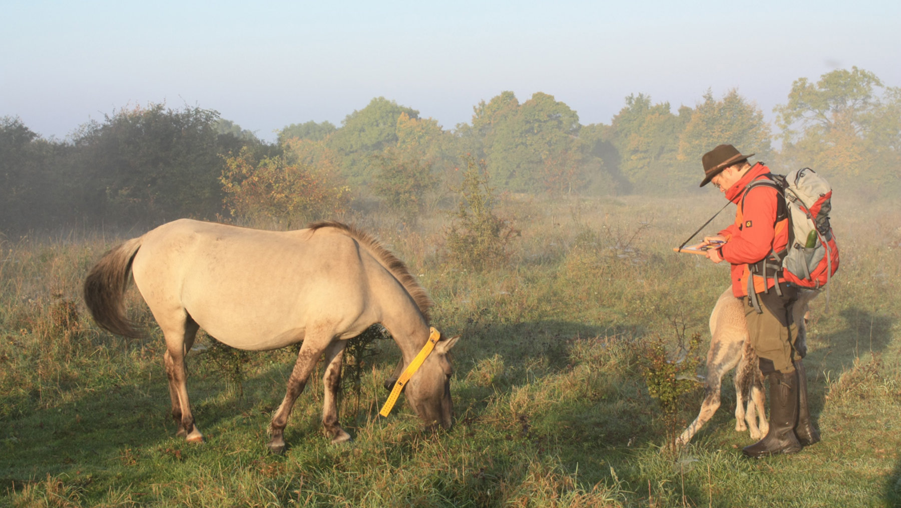 In the image, a person wearing a bright red jacket and light-colored pants uses a walking stick while standing next to two grazing light-colored horses in a field.