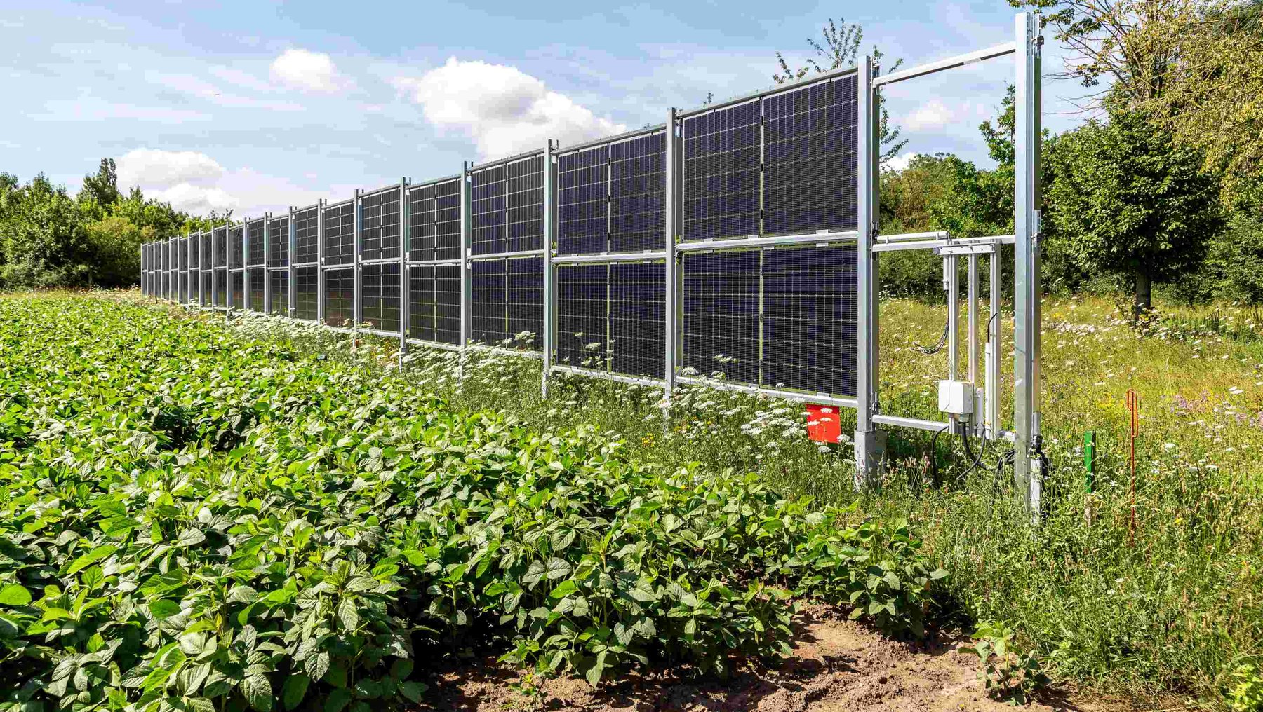 Solarpanel-Anlage auf Metallgestellen, die über einem grünen, bewachsenen Feld mit Pflanzenreihen verläuft, kombiniert mit nachhaltiger Landwirtschaft und Biodiversität. Foto zeigt Demonstrator des Forschungszentrums Agri-Photovoltaik an der Hochschule Anhalt in Bernburg.