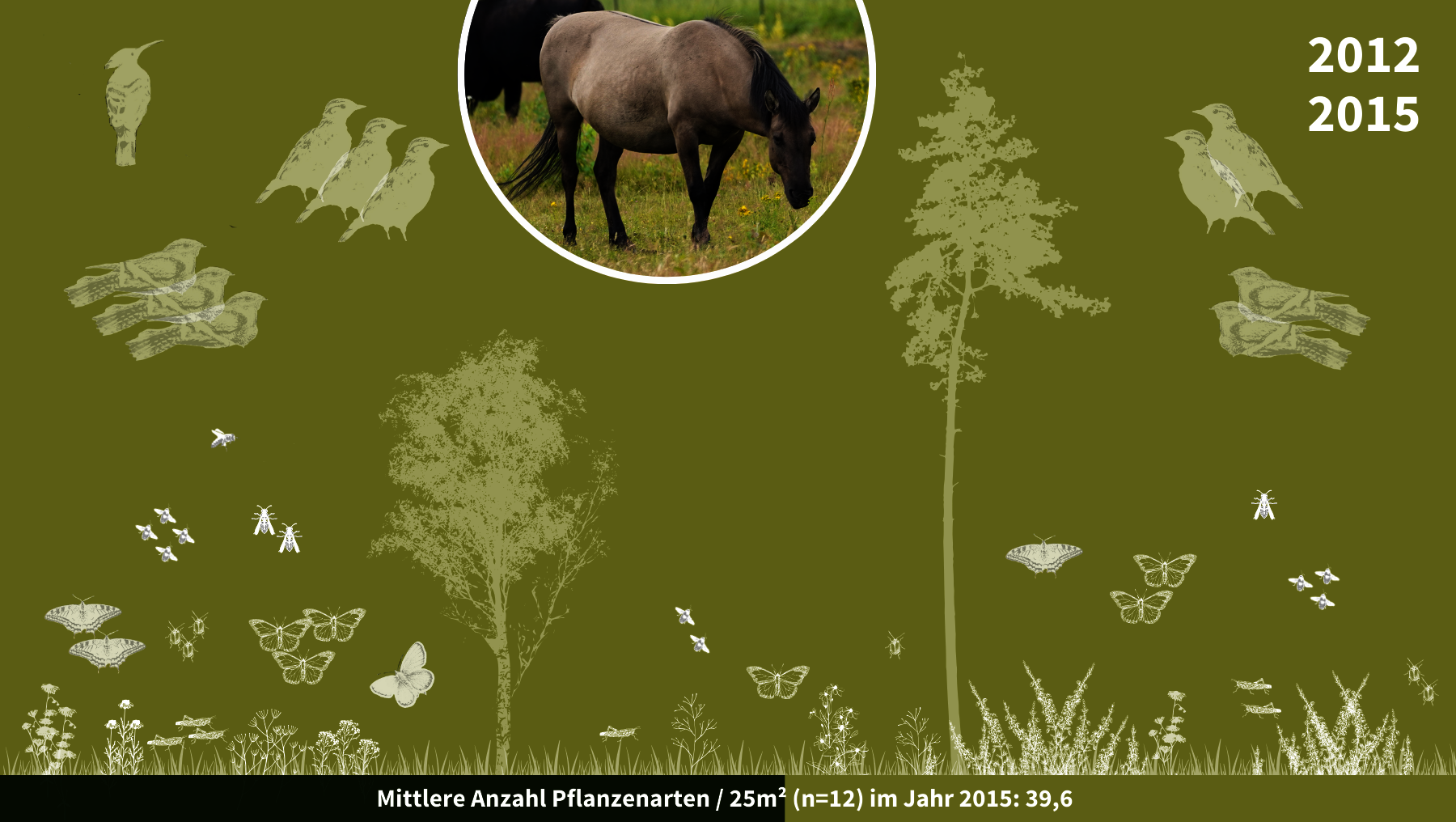 Grafik zeigt biologische Entwicklung mit Pflanzen, Insekten und Vogelarten in der Oranienbaumer Heide 2012 bis 2015