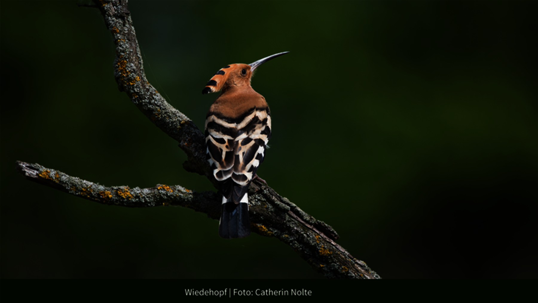 Foto zeigt Nahaufnahme von der Vogelart Wiedehopf in der Oranienbaumer Heide