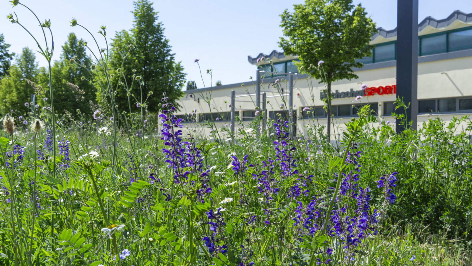 Blühende Wiese mit vielen violetten Blüten, umgeben von grünem Gras und einigen weißen Blüten, im Vordergrund. Im Hintergrund ein großer Flughafen mit Gebäuden und Startbahn.
