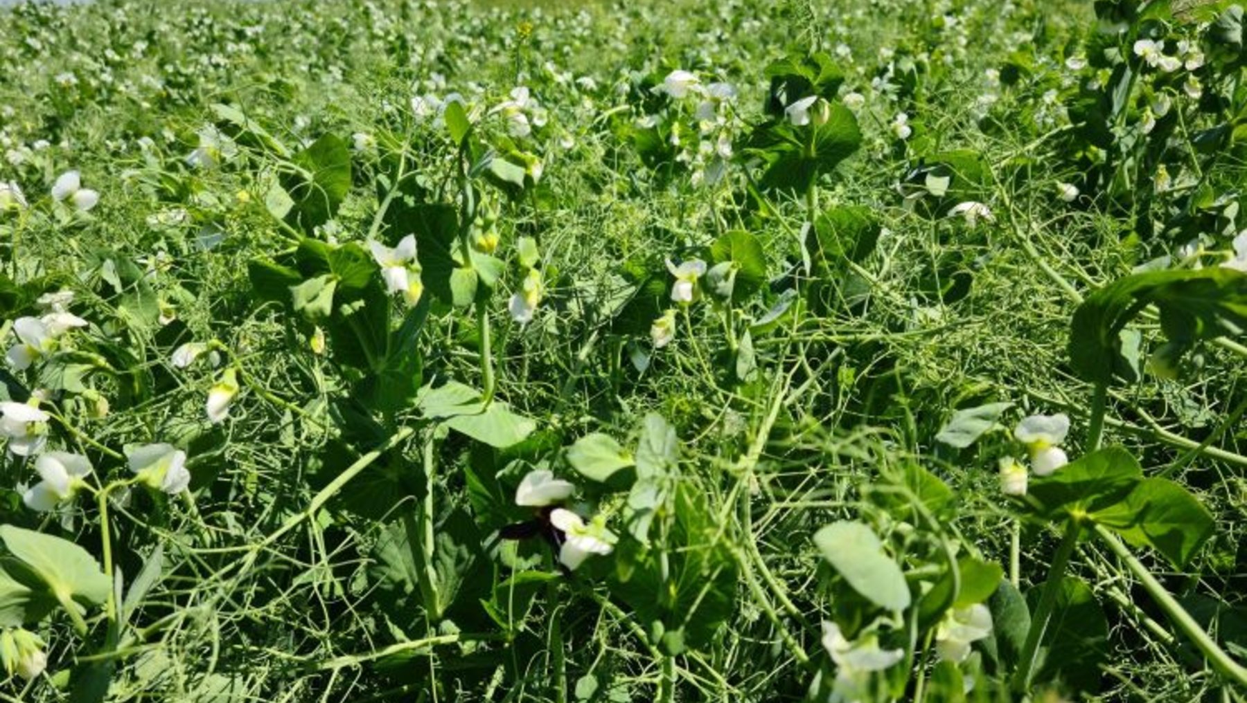 Ein Feld mit grünen Pflanzen und weißen Blüten unter einem klaren Himmel. Die Pflanzen sind dicht beieinander und wachsen in einer landwirtschaftlichen Fläche.
