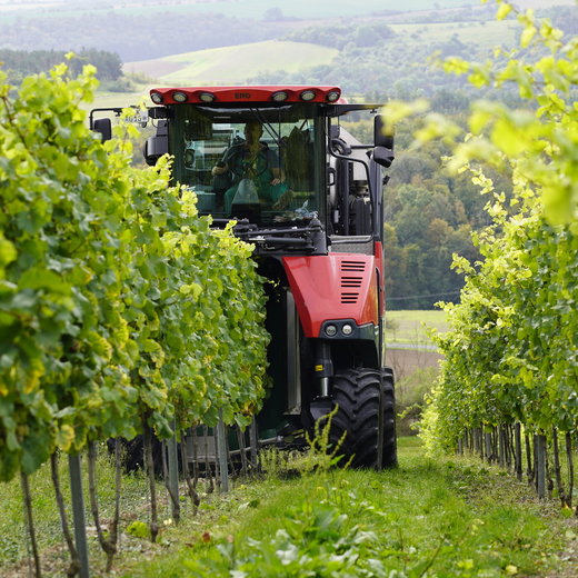 Ein roter Traktor fährt durch einen grünen Weinberg mit dicht stehenden Reben und belaubten Ranken. Die Maschine bewegt sich zwischen den Reihen hindurch.