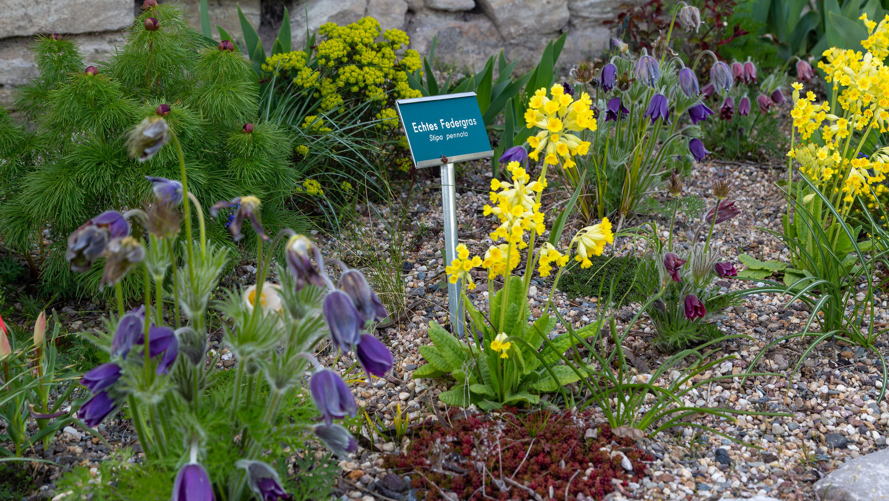 Diese Abbildung zeigt den Echtes Federgras-Bartblütler (Echites pennata) neben blühenden Lungenkraut-Pflanzen mit anhand schöner Blüten, die in Violett oder Yellow erscheinen.

Nachbarpflanzen sind gelb und orange-blühende Arten. Schön arrangiert in einem naturbelassenen Gartenbeet.