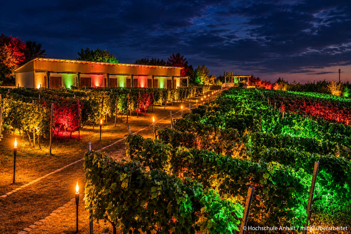 Abendliche Weinberglandschaft mit beleuchteten Reben in Rot-, Grün- und Orangetönen, die in Reihen angeordnet sind. Ein Weg führt durch den Weinberg zu einem hell erleuchteten Gebäude im Hintergrund bei Dämmerung.