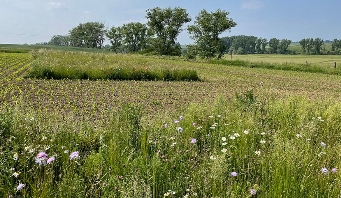 Blick auf eine Versuchsparzelle des Erosionsschutzversuches zu Beginn des Maisaustriebs.