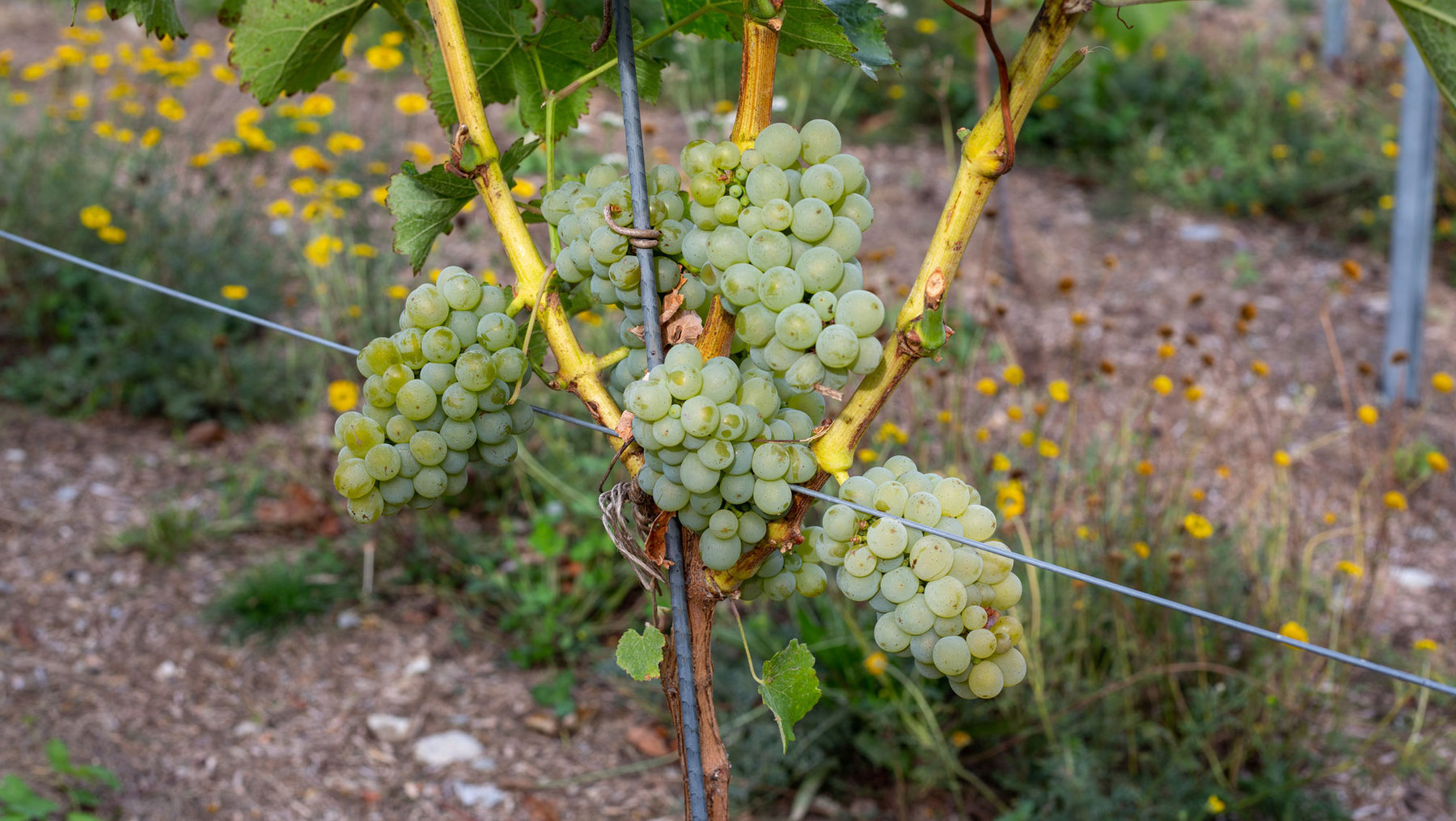 Drei Trauben grüner Weintrauben hängen an einer Weinrebe im Freiland, umgeben von grünen Blättern und gelben Blüten auf dem Boden.