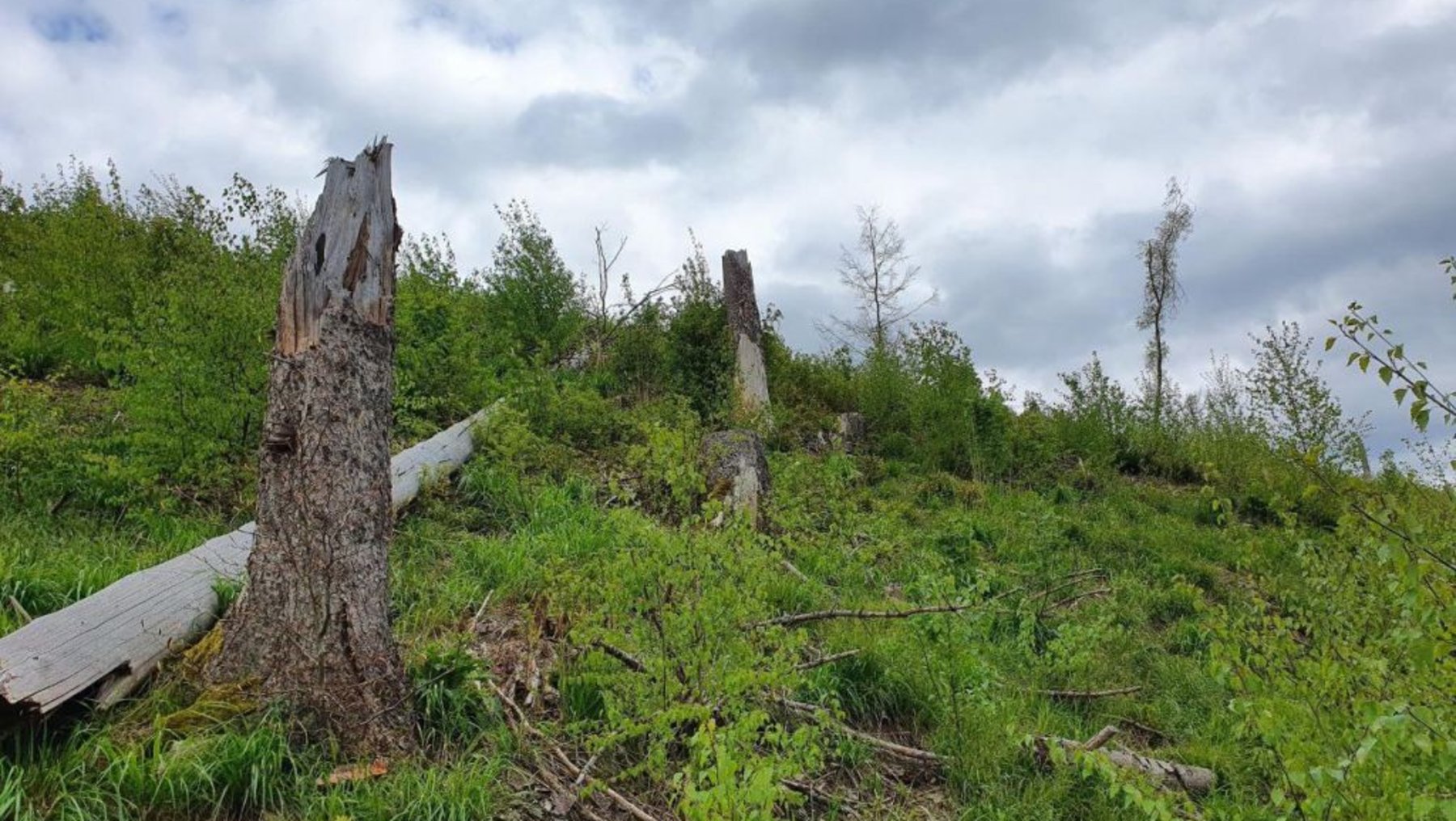 Ein bewachsener Hang mit hohem Gras und wild wuchernden Pflanzen. Mehrere abgestorbene Baumstämme und Äste liegen verstreut im Gelände, teilweise noch mit Wurzeln im Boden verankert. Wolkiger Himmel über dem Hang.