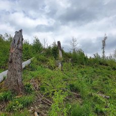 Ein bewachsener Hang mit hohem Gras und wild wuchernden Pflanzen. Mehrere abgestorbene Baumstämme und Äste liegen verstreut im Gelände, teilweise noch mit Wurzeln im Boden verankert. Wolkiger Himmel über dem Hang.
