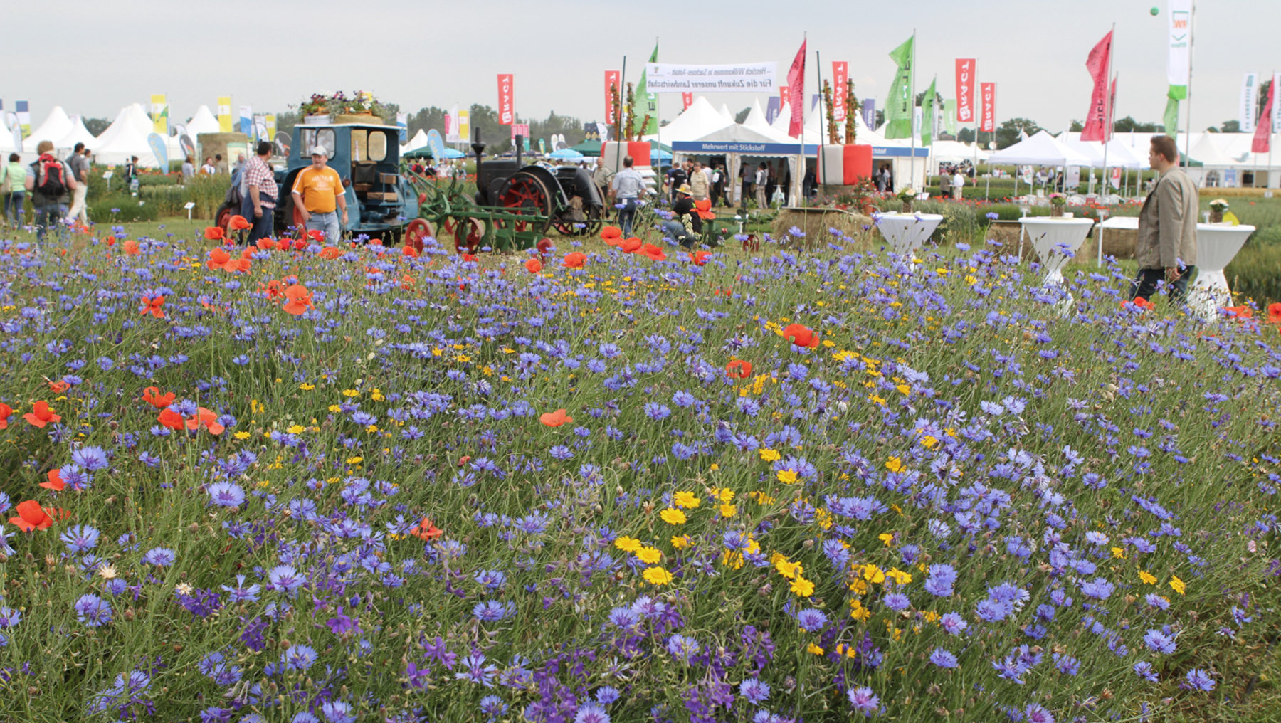 A vibrant display of a field featuring numerous blooming wildflowers, including patches of purple cornflowers, orange poppies, and scattered yellow flowers. Various tents or booths and green retro vehicles are seen around, indicating an outdoor event or exhibition celebrating nature and horticulture.