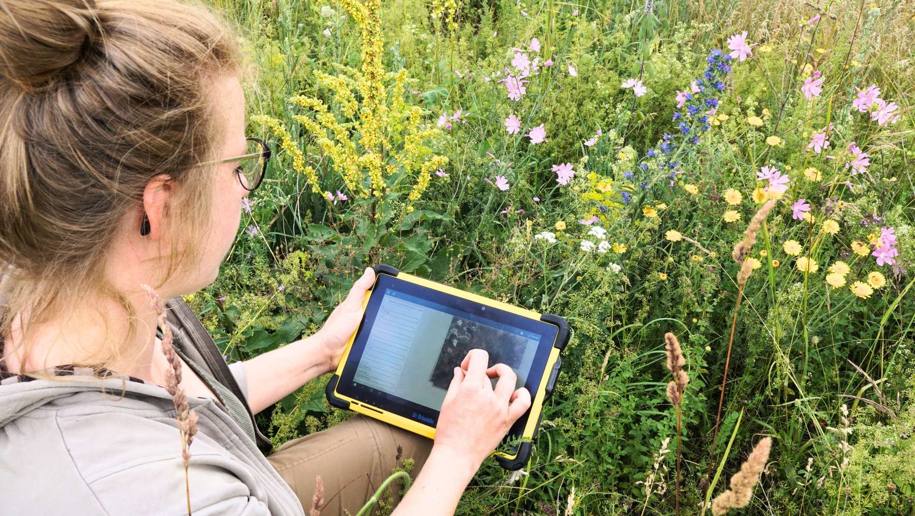 Symbolbild Big Data und Biodiversität zeigt Blühstreifen am Feld mit Wissenschaftlerin, die Daten auf einem Tablet aufnimmt