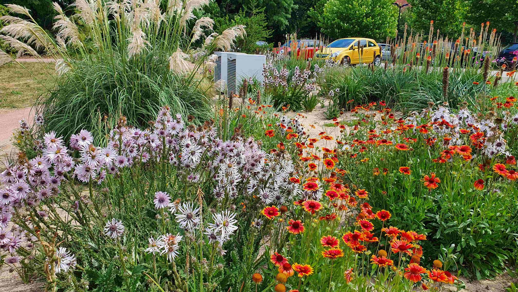 Symbolbild Staudengarten im Klimawandel zeigt rot und lila blühende Pflanzen auf sandigem Untergrund und im Hintergrund parkende Autos an der Hochschule Anhalt