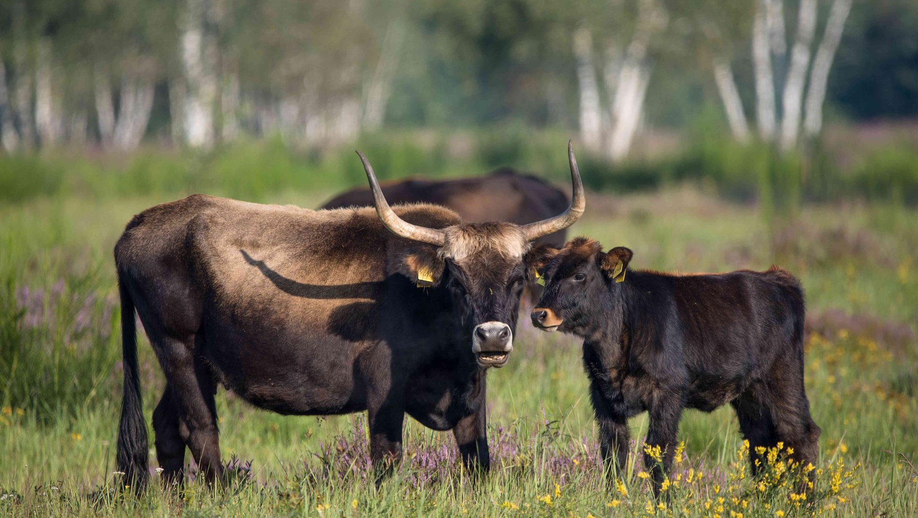 Zwei dunkle Rinder mit großen Hörnern stehen auf einer Wiese in der Oranienbaumer Heide - einem Renaturierungsprojekt der Hochschule Anhalt: ein ausgewachsenes Tier und ein junges Kalb, das sich an den Erwachsenen drängt.