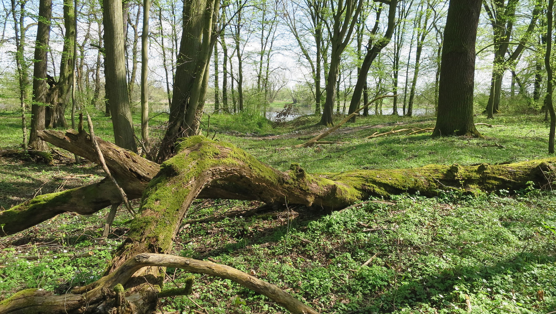 The image shows a forested area with a fallen tree covered in moss, surrounded by dense trees, vibrant greenery, and soft sunlight filtering through the canopies. The scene portrays a peaceful, natural woodland environment.