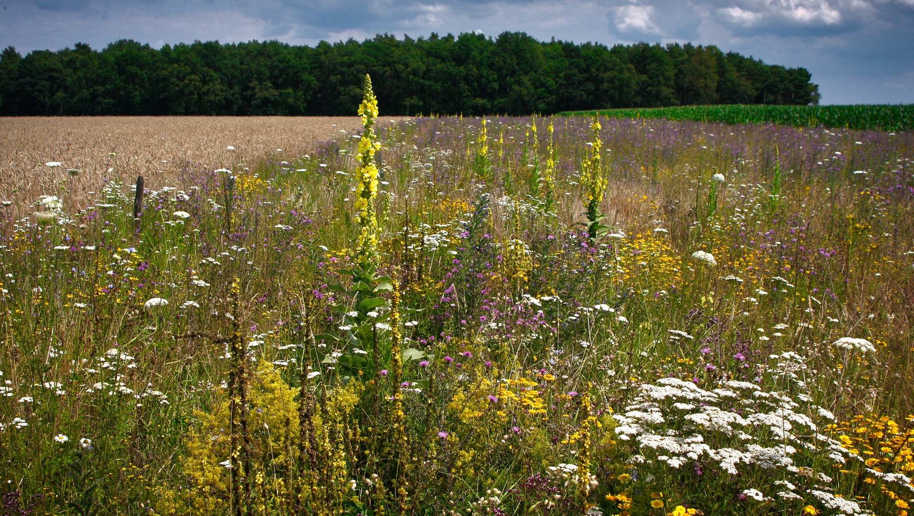 Symbolbild Biodiversität und Blühstreifen zeigt Acker mit bunt blühendem Randstreifen
