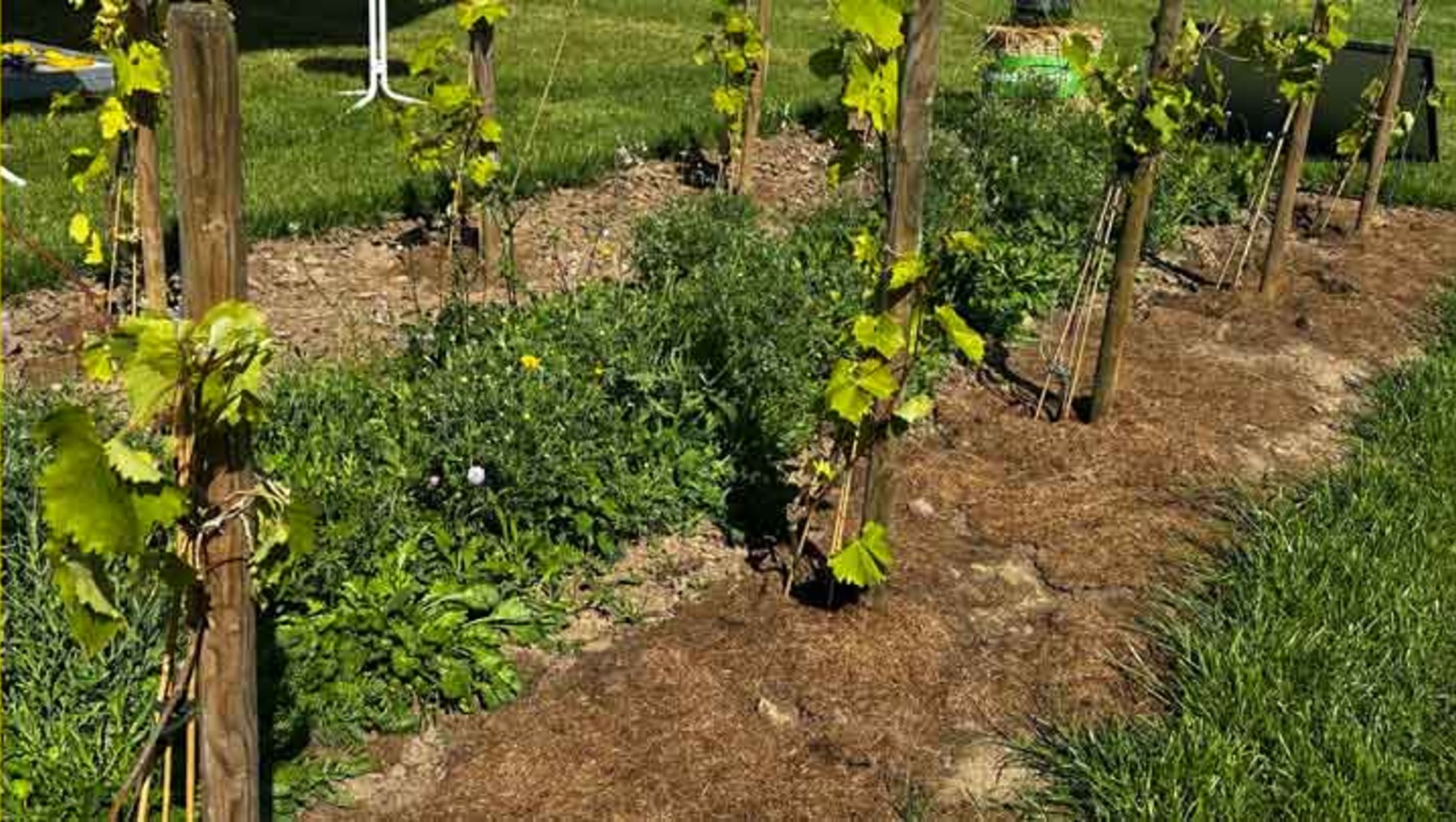 Ein junger Weinberg mit mehreren Reihen von Weinreben, die an Holzpfählen hochgebunden sind. Die Pflanzen zeigen erste grüne Blätter und Triebe, der Boden ist teilweise mit Mulch abgedeckt.