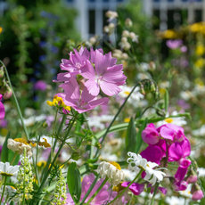 Bunte Blumenwiese mit prominenten pinken Blüten in der Mitte, umgeben von weißen, gelben und kleinen blauen Blüten, alles auf grünem Gras.
