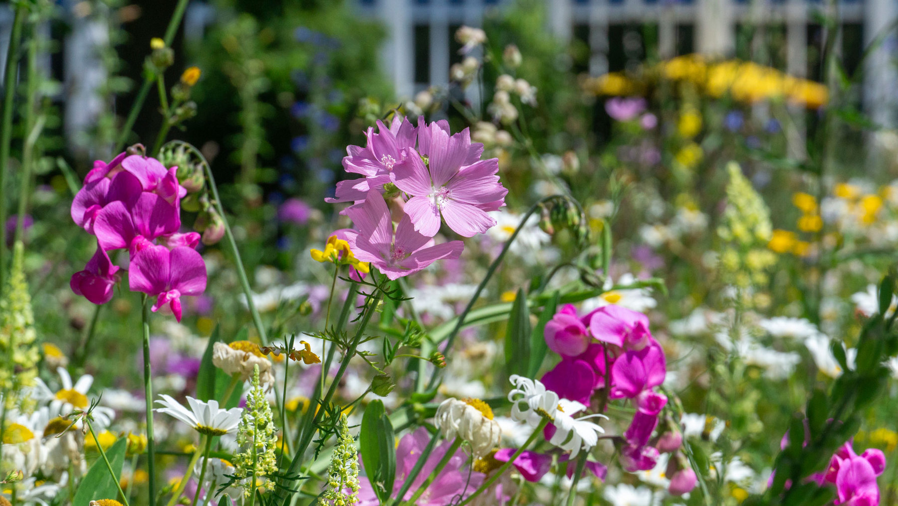 Bunte Blumenwiese mit prominenten pinken Blüten in der Mitte, umgeben von weißen, gelben und kleinen blauen Blüten, alles auf grünem Gras.