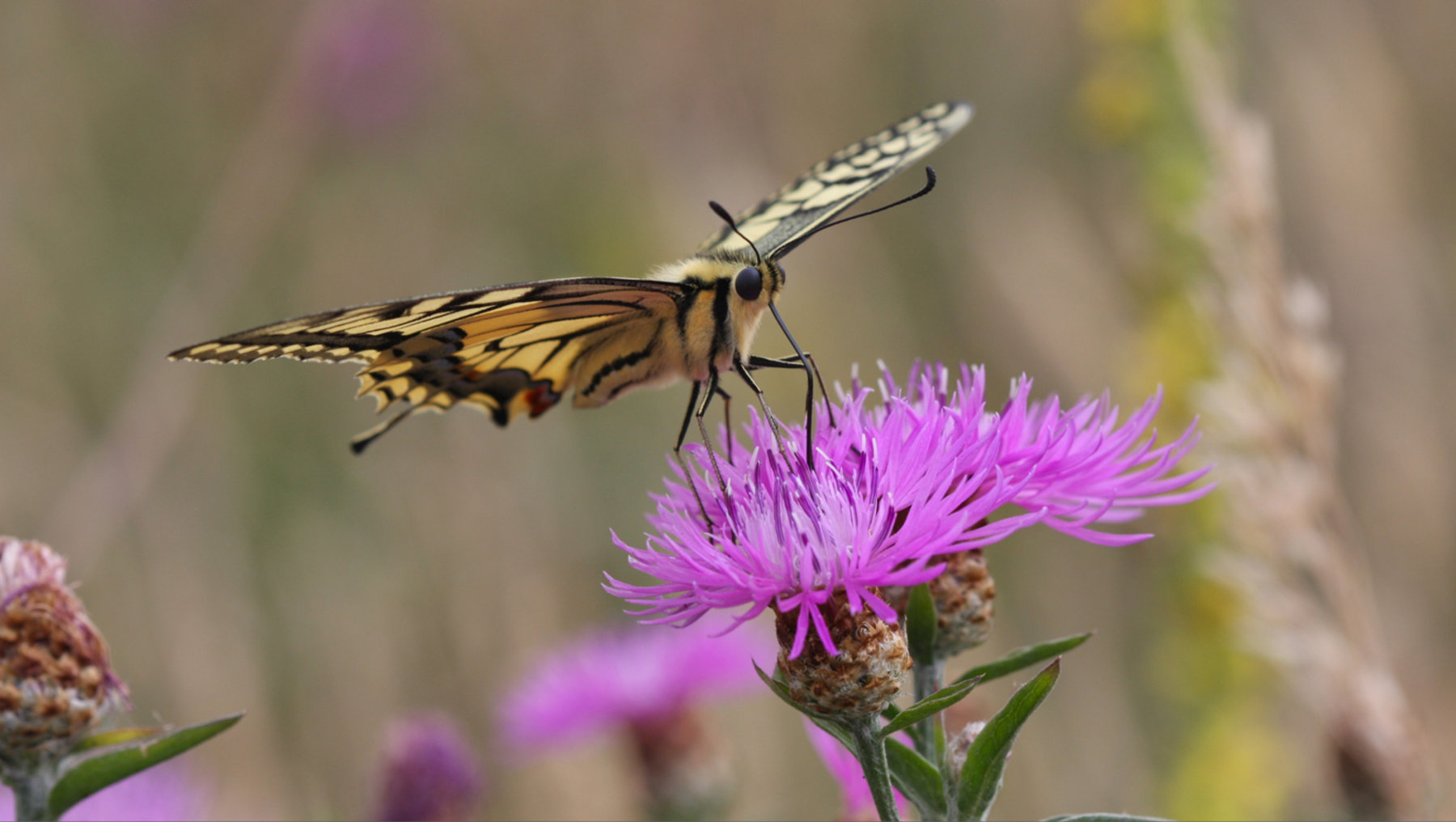 A butterfly with dark and pale yellow stripes on its wings is perched on a cluster of small, spiky, purple flowers, likely feeding on nectar.\phiidone Energkal