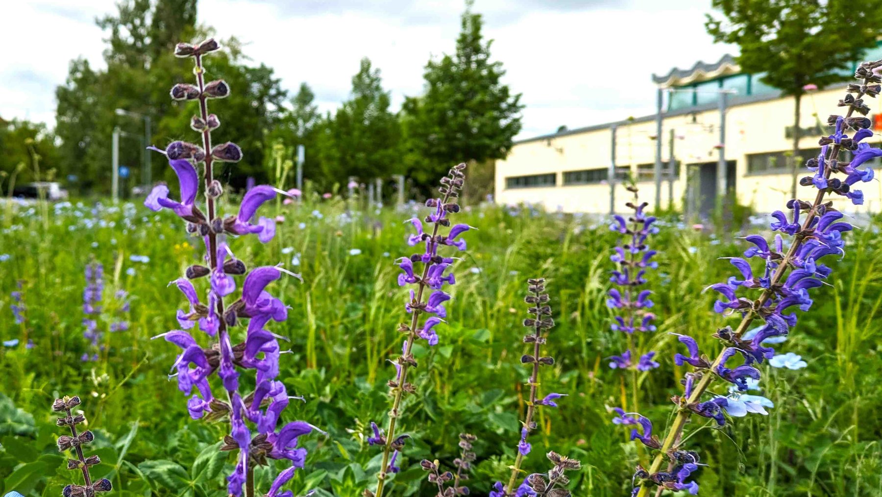 Foto zeigt lilafarbenes Heidekraut in der Oranienbaumer Heide