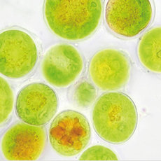The image shows cultivated algae in liquid containers, magnified images of algae spherical cells, and algae growing on vertical structures. These depict methods of algae biofuel or bioproduct production from Biosolar company.
