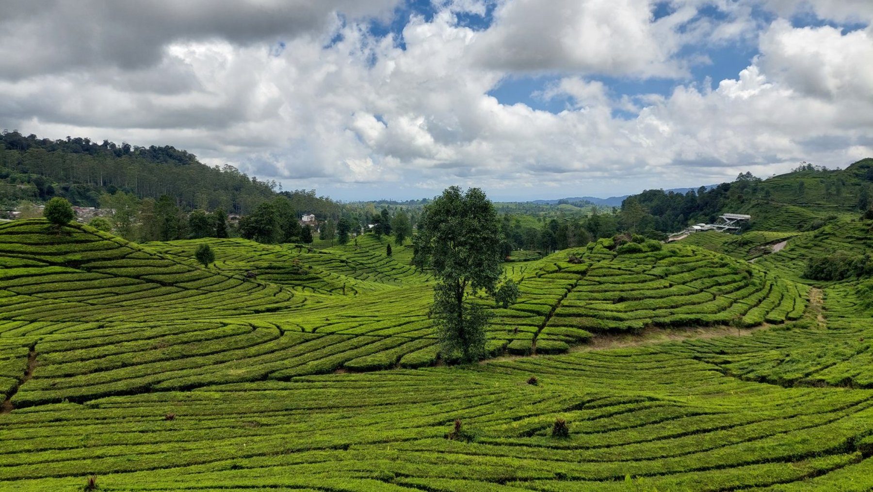Weite, terrassenförmige Landschaft in Indonesien