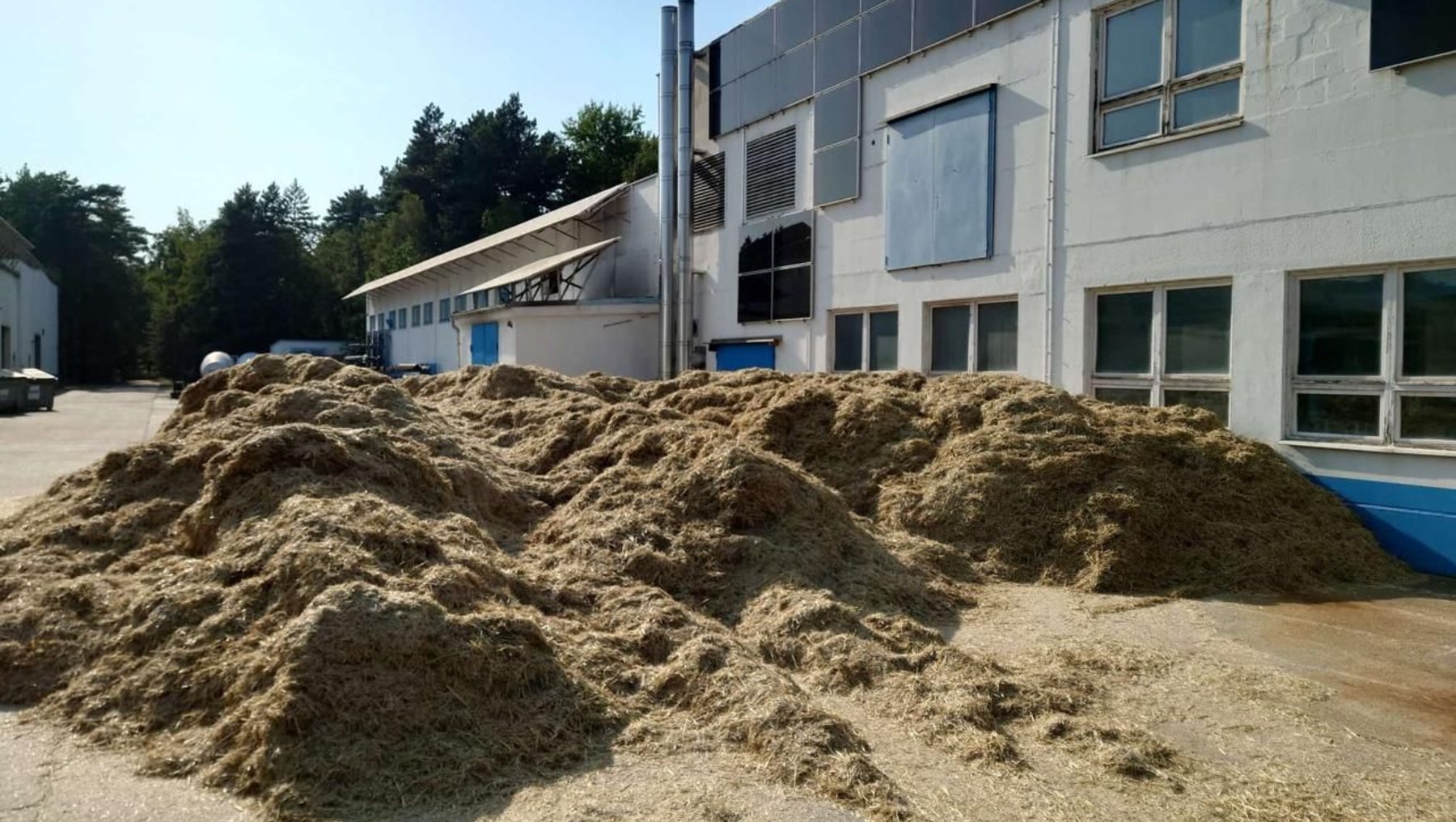 Großer Haufen aus Strohresten (Spreu) vor einem hellen Schulgebäude mit mehreren Fenstern und einem Flachdach, der den Schulhof teilweise bedeckt.